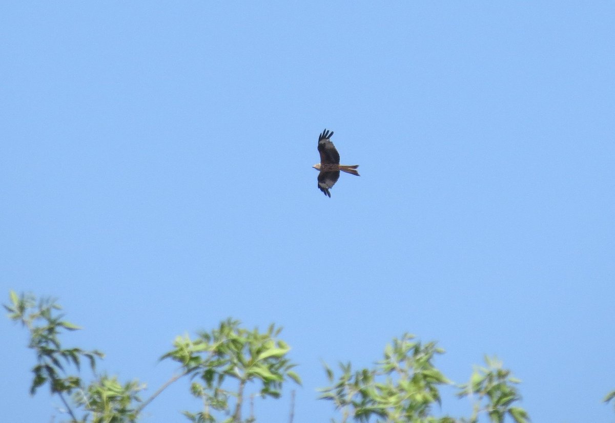 HM Wildlife tweet media