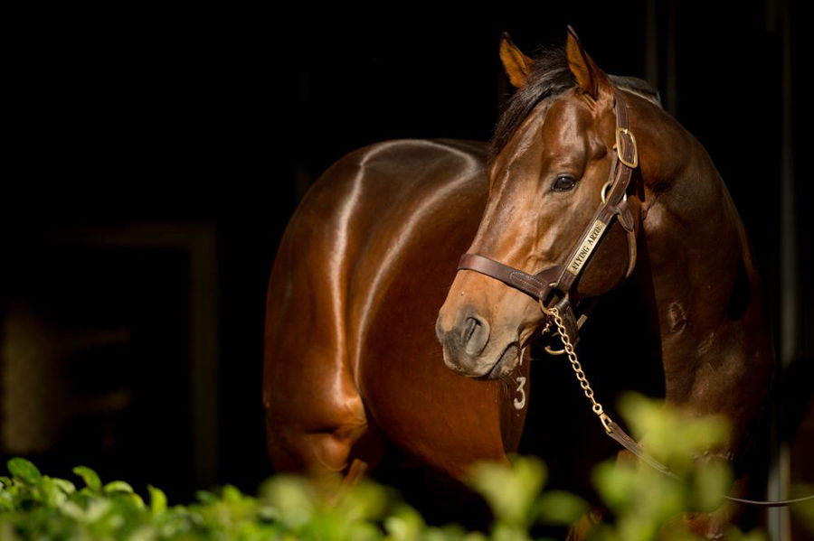 chris62campbell's tweet image. Gr1 King Charles III Stakes winner ASFOORA is the second Gr1 winner for her sire FLYING ARTIE (Artie Schiller), the Gr1 Coolmore Stud Stakes winners dam Flying Ruby (Rubiton) is inbred (4x3) to full-brothers Todman &amp;amp; Noholme II. @BlueGumFarm @Goodwood_Farm @NEF_stud #Asfoora