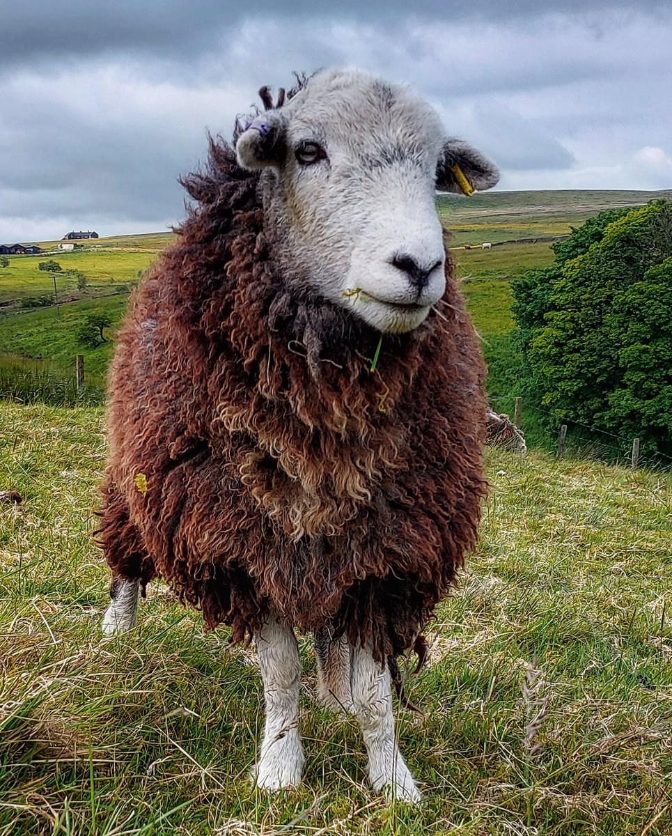 Herdwicks of Highfields Farm tweet media