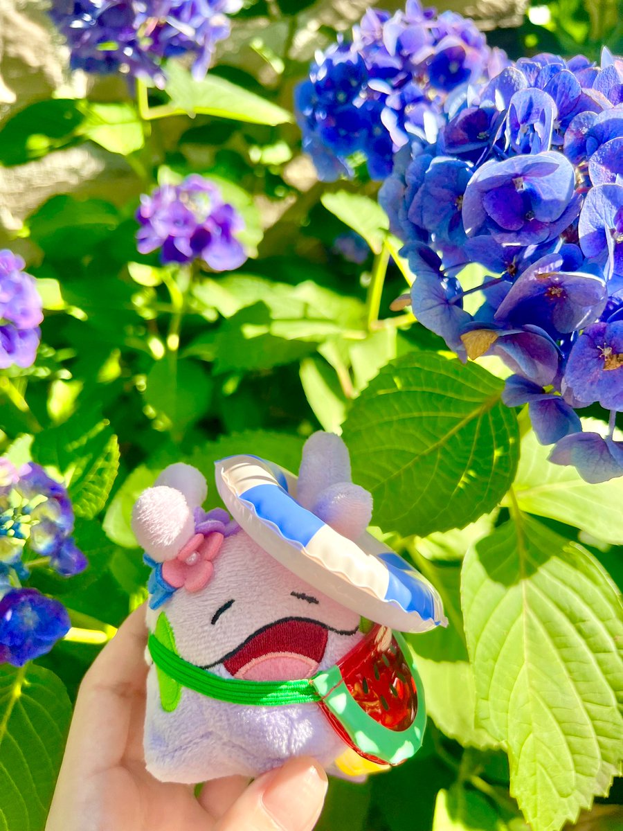 migumet's tweet photo. 紫陽花がきれいだヌメラ🪼 https://t.co/vaF6HfRhIA