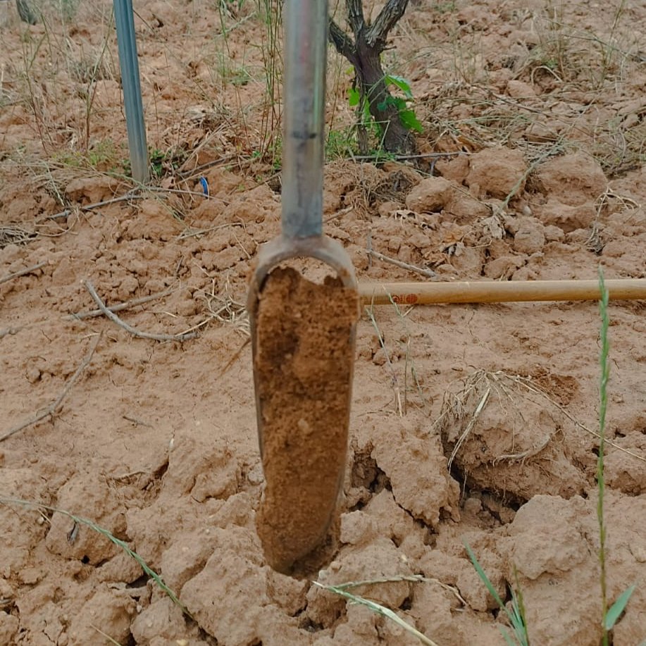 Los investigadores del <a href="/CEBAS_CSIC/">CEBAS-CSIC</a> han tomado muestras en el marco de #LIFECLIMAWIN de las parcelas de bosque, cereal y viñedo de <a href="/BosqueMatasnos/">久博平台|皇博|5金狮|华彩|开云体育app</a> para estudiar el efecto del cambio de uso del suelo en los contenidos de Carbono.

Financiado por <a href="/LIFEprogramme/">LIFE Programme</a> 

#CambioClimático