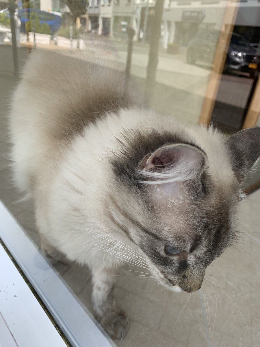 r_glimpses's tweet photo. Takie piękno w drodze do pracy.
#catsofBelgium https://t.co/Ui9aJfvres