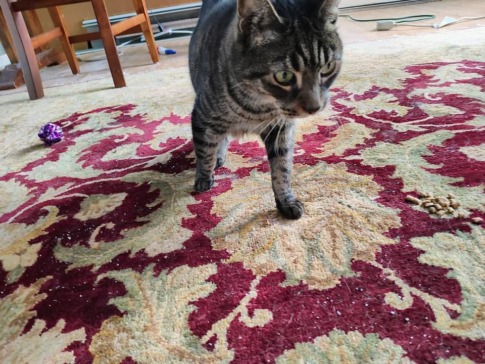 Kimberlykokourt's tweet photo. Confirmed: Handsome Kyle Has Been Placed With The Cat Maffia Rescue: Ways To Donate: The Cat Maffia Rescue: Ways To Donate: @thecatmaffiarescueinc (Venmo)
https://t.co/WYFurdgpEx (PayPal) : Formerly From The #NYCACC Shelter! #FreedomPics #TheCatMaffiaRescue #CatsOfX #Cat https://t.co/0oKXIXpuOA