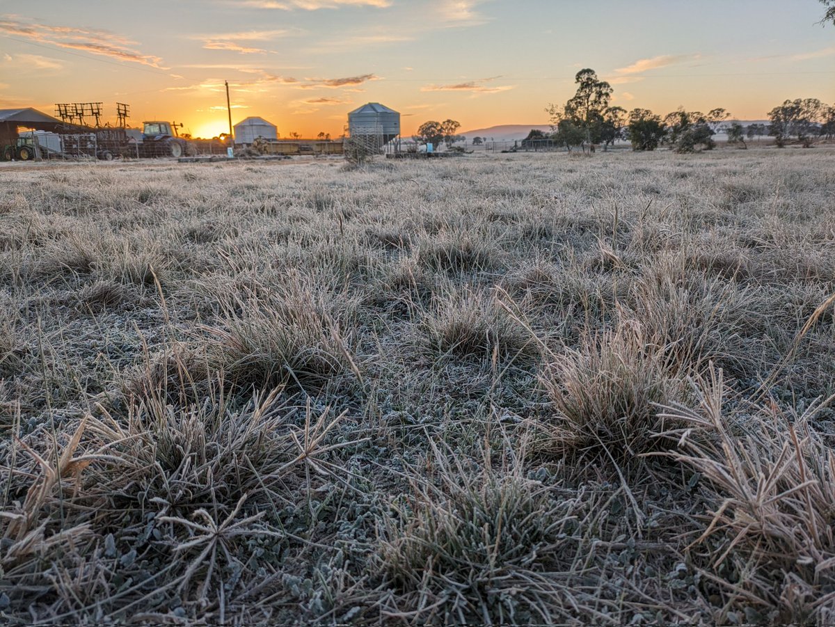 Another frosty one this morning at -5C for second day in a row. Our sheep are looking for their wooly jumpers.  Very much looking forward to a few drops of rain tomorrow to freshen things up.