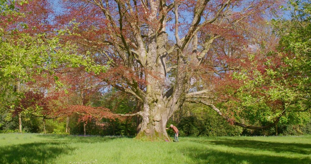 In de documentaire Lievelingsboom gaat regisseur Tom Tieman met Bert Plaat van de Bomenstichting op pad langs monumentale of bijzondere bomen. 29 juni wordt de film vanaf 16:00 in Forum Groningen vertoond. De film duurt 24 min. met daarna een nagesprek met de makers van de film.