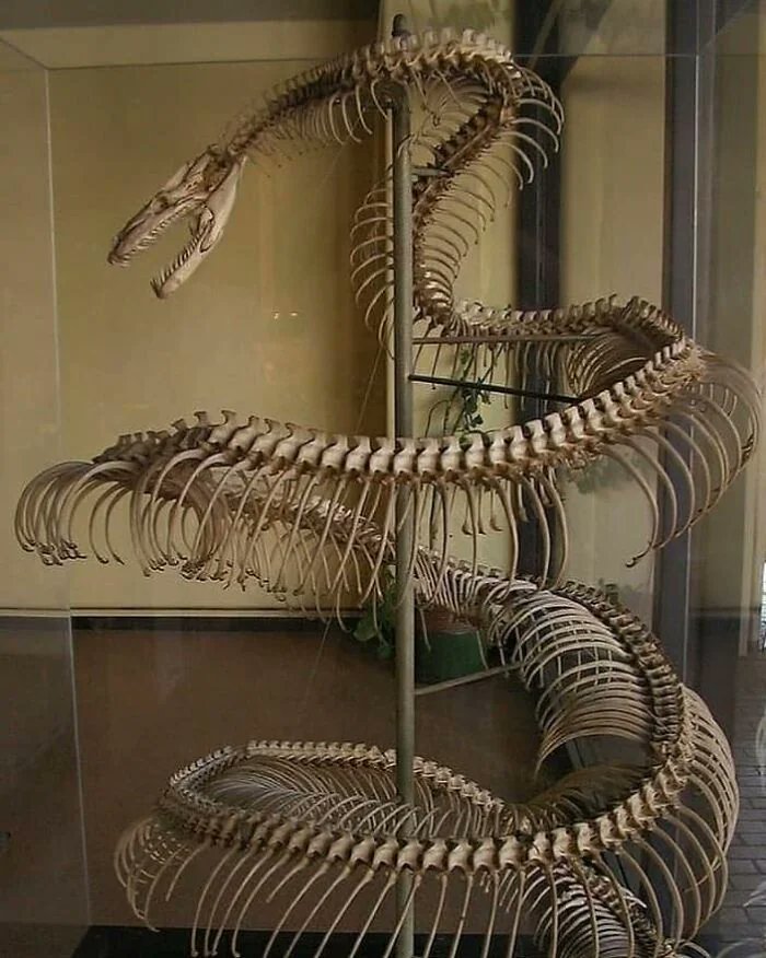 WolfofX's tweet photo. 8. Incase you haven't seen a Titanoboa skeleton..

Titanoboa is an extinct genus of giant boid  snake that lived during the middle and late Paleocene. https://t.co/2neutAgyvt