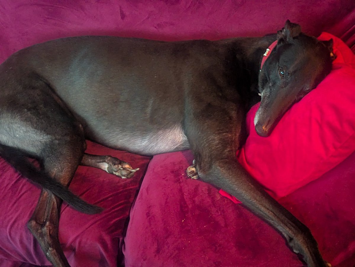 freaksquid5's tweet image. Gregory relaxing after a nice walk down the canal this morning