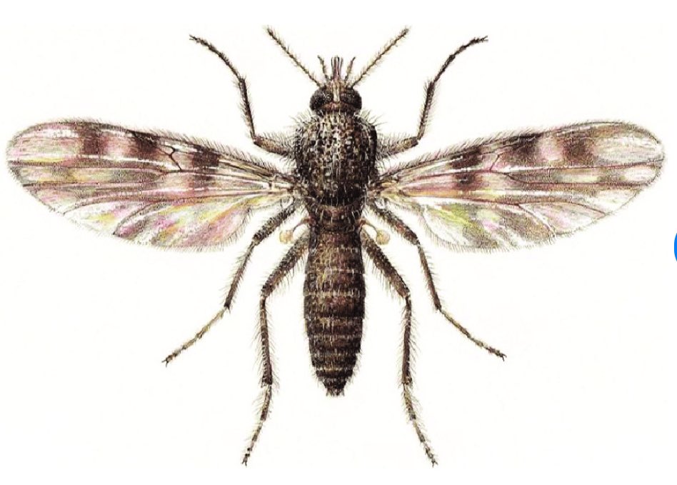 SeguiBarber's tweet photo. Her family in Cuba presented similar symptoms. The PCR test for #Oropouche is positive. Culicoides mosquitoes, which transmit the virus, are one of the most abundant vectors in Europe.

First case of Oropouche in a returning traveler in Europe. https://t.co/mmxUDIw1dl