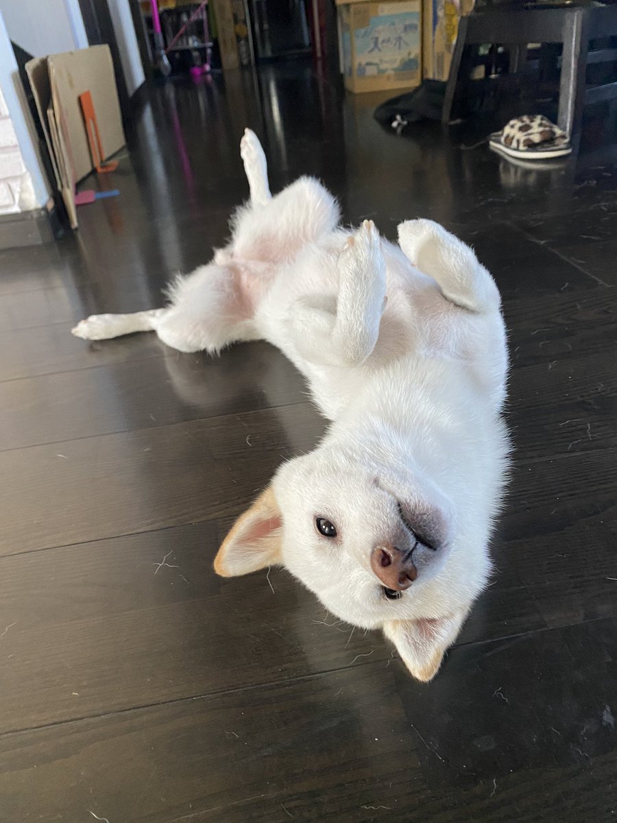 ak_rsh's tweet photo. うらめしや〜(っ'～')っ

#柴犬
#白柴 https://t.co/T57Gr0AOMd