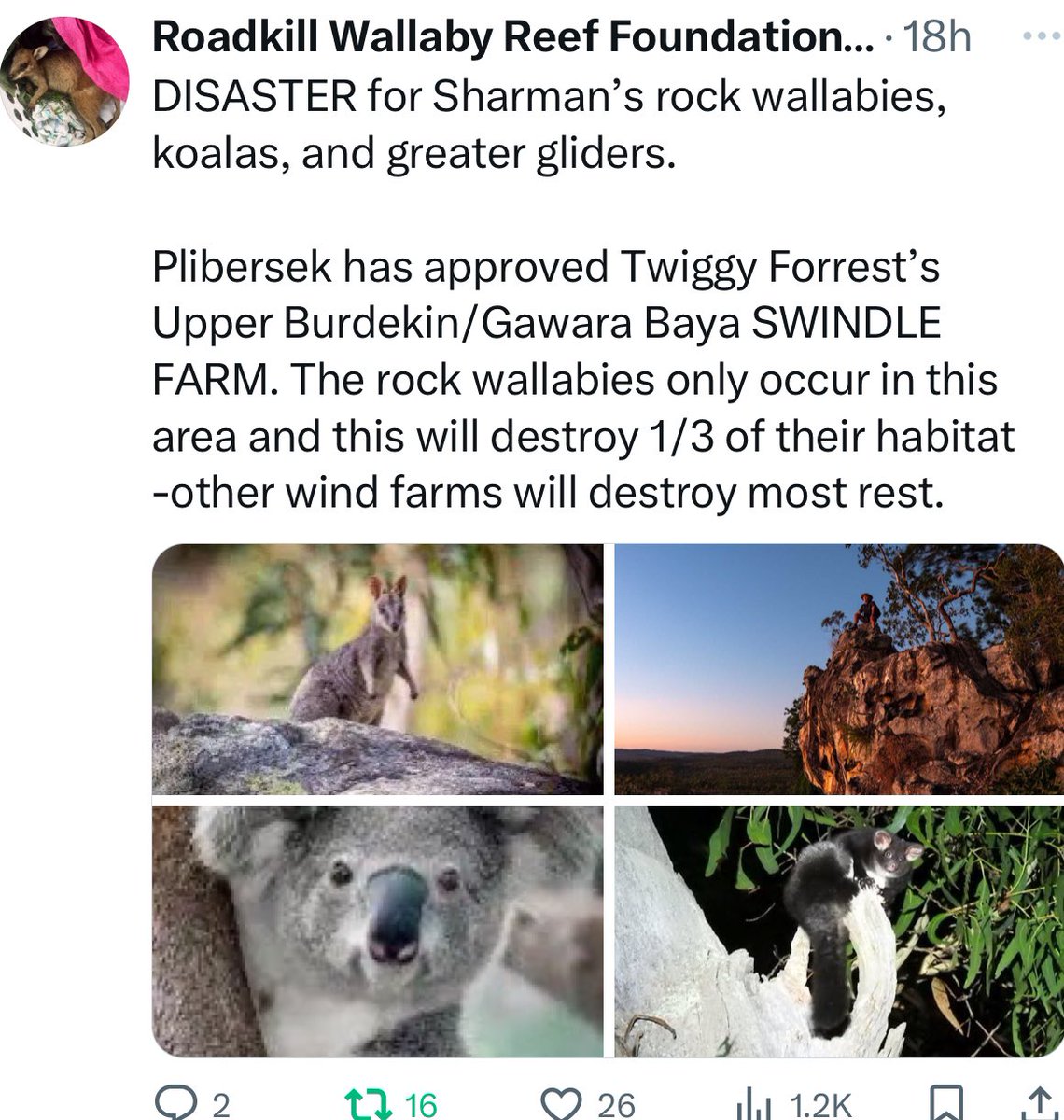 Karmageddon67's tweet photo. @GuardianAus Exciting times for the koalas, rock wallabies, greater gliders, and numerous other species at Gawara Baya WF.
Will be shortly having their homes blasted with dynamite & trees bulldozed.
But you’re in favour of that like the rest of #CashForComment @GuardianAus journos. #auspol https://t.co/9e9OLxjWjw