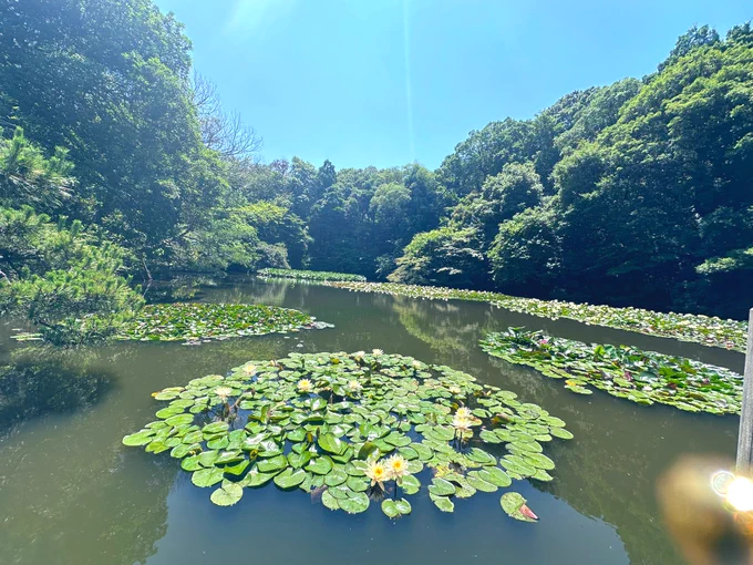 御守り授かり終えて、時間があったのでメランさんと共に初の明治神宮に行ってきたんだけど自然が凄すぎて境内入って目一杯マイナスイオンとパワー浴びれたので最高に気持ちよかった〜!今日晴れてて本当良かった〜 