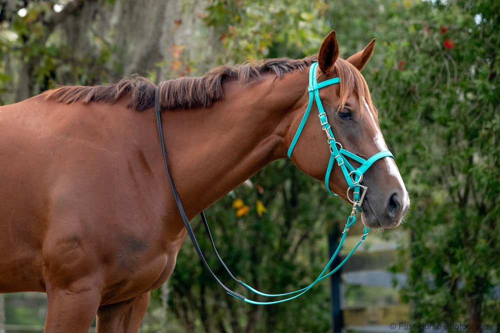 2horsetack's tweet photo. Did you know we now offer color options for our Super Grip reins? 
#RidingReins #SuperGrip #twohorsetack #USAToday https://t.co/fGsoafzPsn https://t.co/a3c6cplN47