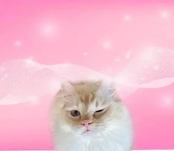 lixi cto tweet media