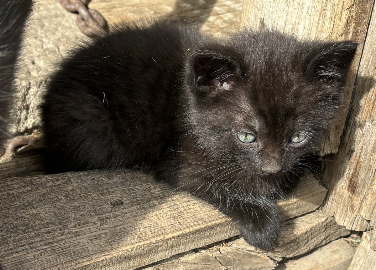 WheatGeerJJ's tweet photo. Thx to some first time customers, including @SheldonToews and @kowalchukfarms1, we only have 4 kittens left looking for new homes!
2 orange and 2 black.
#kittentime
Place your order soon! Tell your friends! https://t.co/1304myDKWM