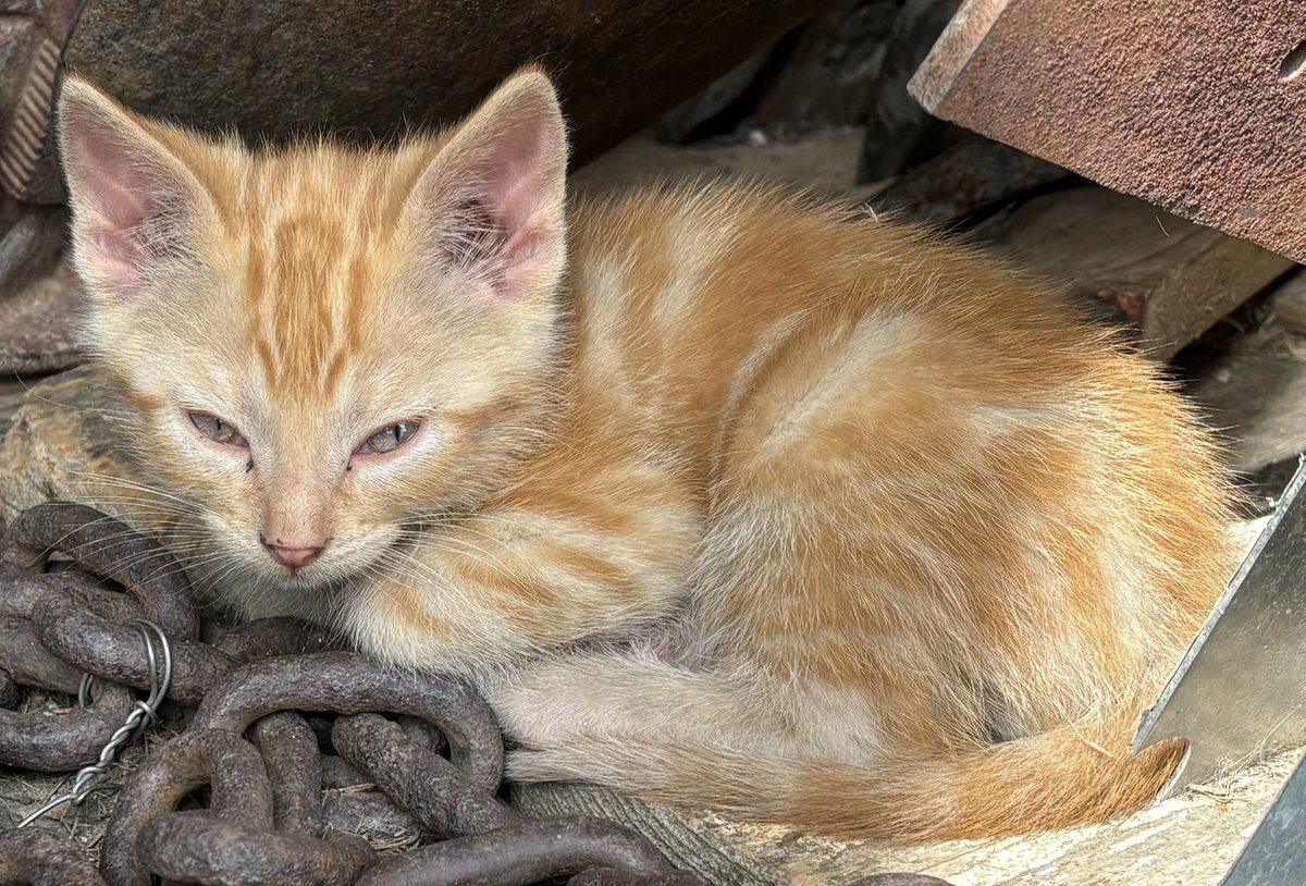 WheatGeerJJ's tweet photo. Thx to some first time customers, including @SheldonToews and @kowalchukfarms1, we only have 4 kittens left looking for new homes!
2 orange and 2 black.
#kittentime
Place your order soon! Tell your friends! https://t.co/1304myDKWM