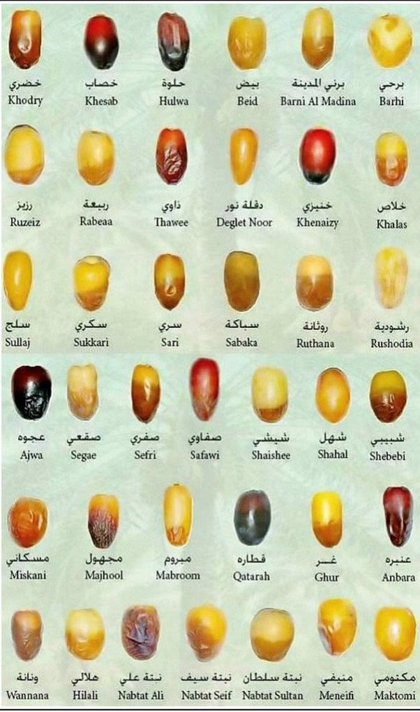 ksaexpats's tweet photo. Types of Dates🌴
#Dates #DateVarieties #SaudiDates https://t.co/UiswCmvG0c