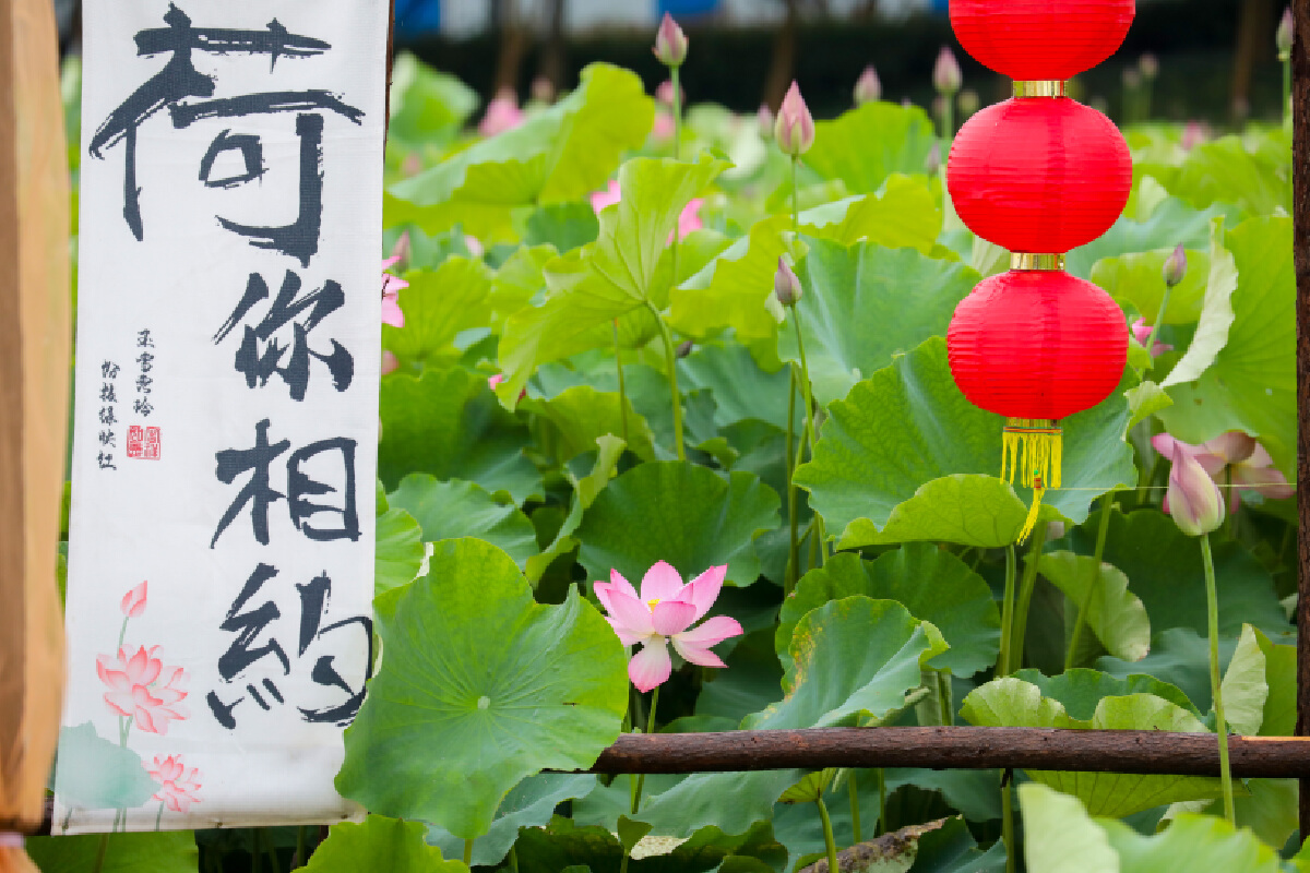 HAISHULOU's tweet photo. Today in Jishigang Town, #Haishu District, I witnessed the breathtaking bloom of space lotus #flowers under the gentle rain. It's their seventh year dazzling us with delicate pink petals and abundant seed pods. Can't wait for next week's full bloom spectacle! 🌸🌧️#LotusLove https://t.co/3HmSMCubBN