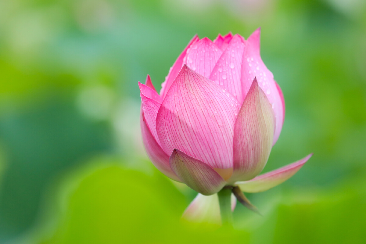 HAISHULOU's tweet photo. Today in Jishigang Town, #Haishu District, I witnessed the breathtaking bloom of space lotus #flowers under the gentle rain. It's their seventh year dazzling us with delicate pink petals and abundant seed pods. Can't wait for next week's full bloom spectacle! 🌸🌧️#LotusLove https://t.co/3HmSMCubBN