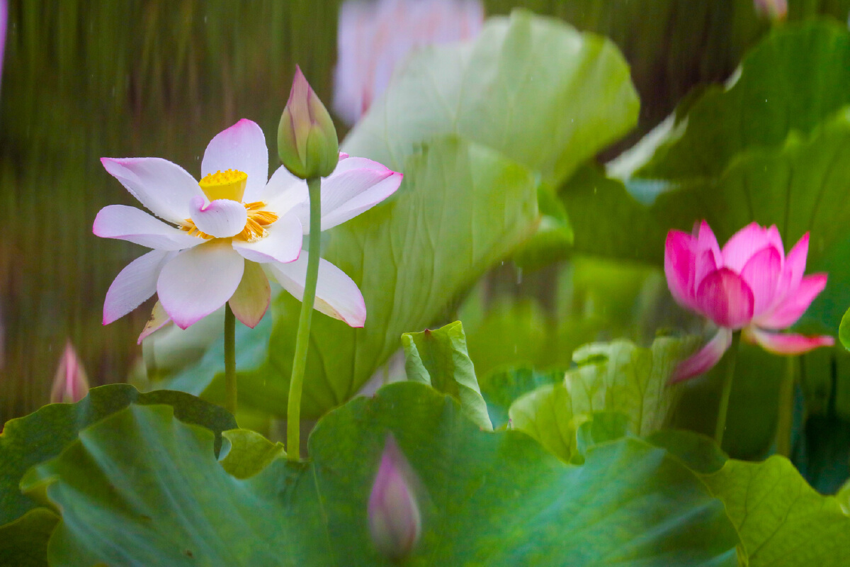 HAISHULOU's tweet photo. Today in Jishigang Town, #Haishu District, I witnessed the breathtaking bloom of space lotus #flowers under the gentle rain. It's their seventh year dazzling us with delicate pink petals and abundant seed pods. Can't wait for next week's full bloom spectacle! 🌸🌧️#LotusLove https://t.co/3HmSMCubBN