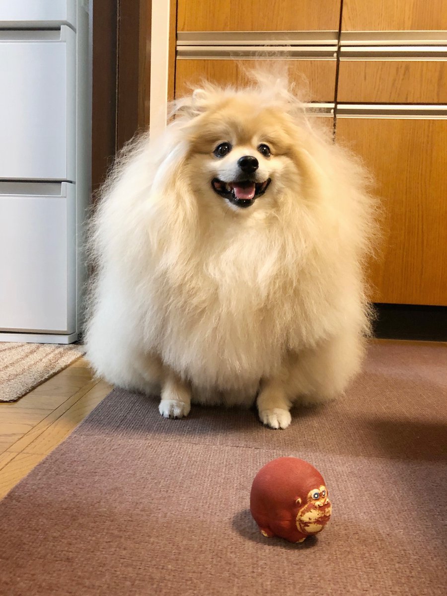 ポメころび ちゃんと測ったはずなのに ちょいでかかったーー🥲 #ポメラニアン