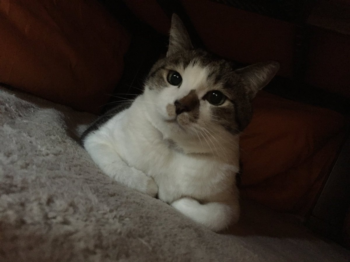 ichiccabachica's tweet photo. -2024.06.19-☀️

 #おじい猫
 #猫又345日目
 #小太郎猫又日記
 #もうすぐ21歳

皆様にご報告申しあげます。
本日9:17に我が家の小太郎(20歳344日)は永眠いたしました。
めちゃくちゃカッコいい生き様でした。
最期まで猫又小太郎✨️でした。
いつも可愛がってくださり応援もありがとうございました。 https://t.co/8G7kvnzgkj