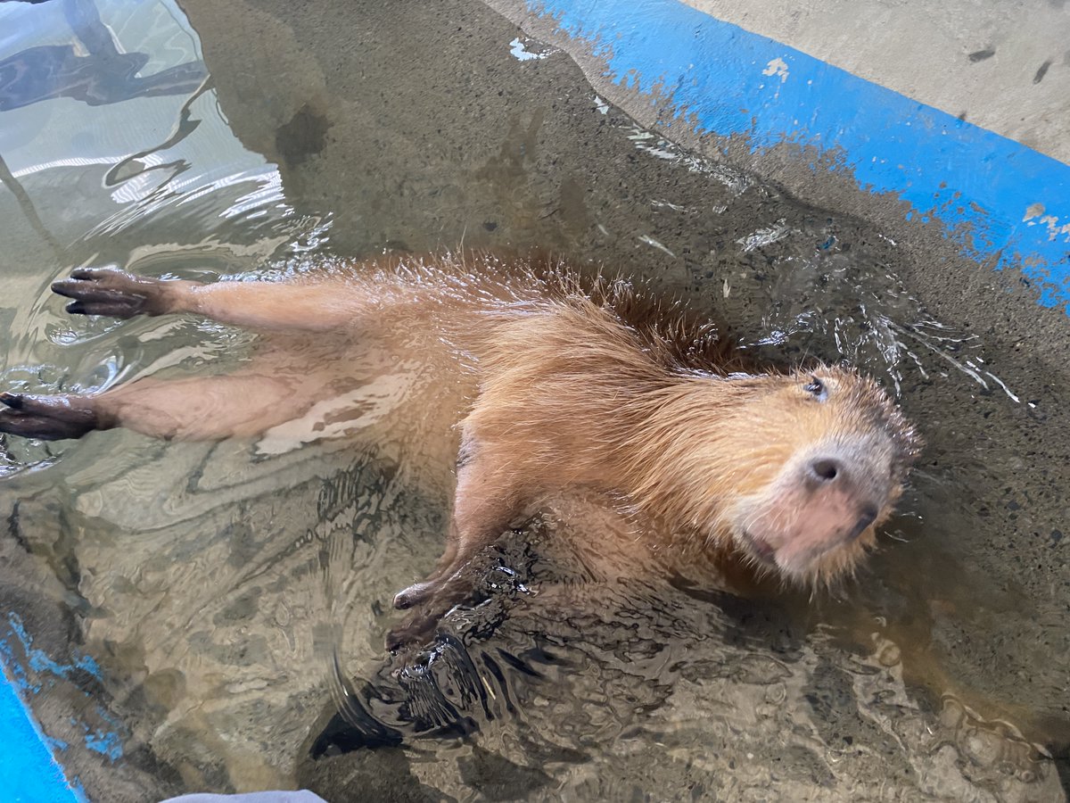 本日は夏至(げし)！

にちなみ世界最大のげっ歯目のカピバラ！

#岩手サファリパーク #カピバラ #ココナちゃん #げっ歯目 #最大のネズミ #水浴び #6月21日 #夏至 #世界キリンの日