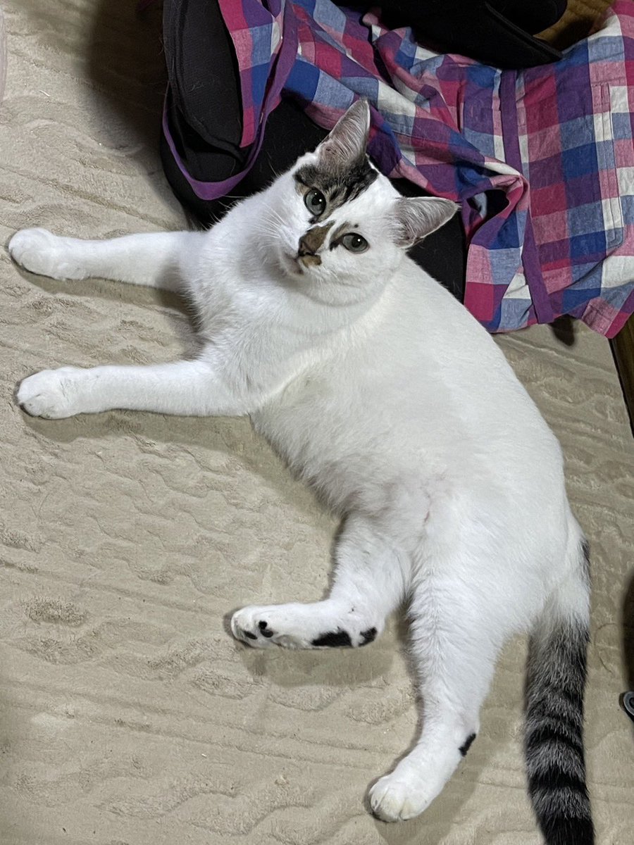 GREATSWORD_BAMA's tweet photo. #拡散希望
猫を探しています。

北海道札内桂町、札内墓地にて飼い猫 #テツ がゲージから脱走しました。

特徴
・オスで臆病
・胴体は白色、顔半分は黒、尻尾は白混じり黒色
・鳴き声は少し低めの声でテツと呼ぶと返事するかも。
・お腹皮膚炎がありますが感染症ではありません。
#北海道札内
#迷い猫 https://t.co/4MerZ42IaB