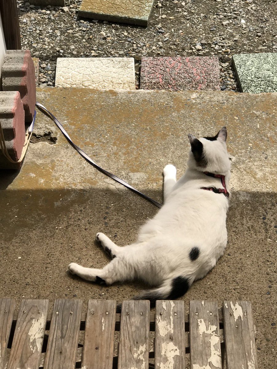 GREATSWORD_BAMA's tweet photo. #拡散希望
猫を探しています。

北海道札内桂町、札内墓地にて飼い猫 #テツ がゲージから脱走しました。

特徴
・オスで臆病
・胴体は白色、顔半分は黒、尻尾は白混じり黒色
・鳴き声は少し低めの声でテツと呼ぶと返事するかも。
・お腹皮膚炎がありますが感染症ではありません。
#北海道札内
#迷い猫 https://t.co/4MerZ42IaB