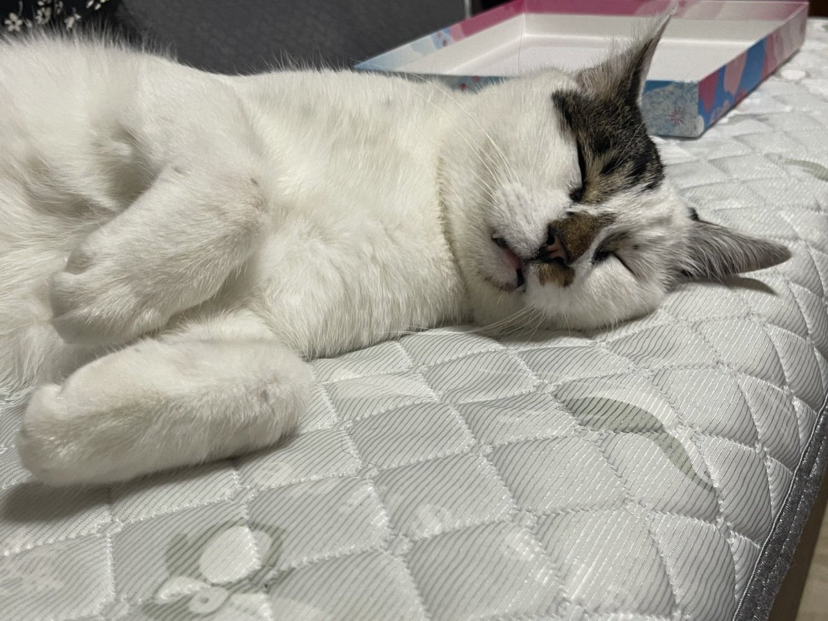 GREATSWORD_BAMA's tweet photo. #拡散希望
猫を探しています。

北海道札内桂町、札内墓地にて飼い猫 #テツ がゲージから脱走しました。

特徴
・オスで臆病
・胴体は白色、顔半分は黒、尻尾は白混じり黒色
・鳴き声は少し低めの声でテツと呼ぶと返事するかも。
・お腹皮膚炎がありますが感染症ではありません。
#北海道札内
#迷い猫 https://t.co/4MerZ42IaB