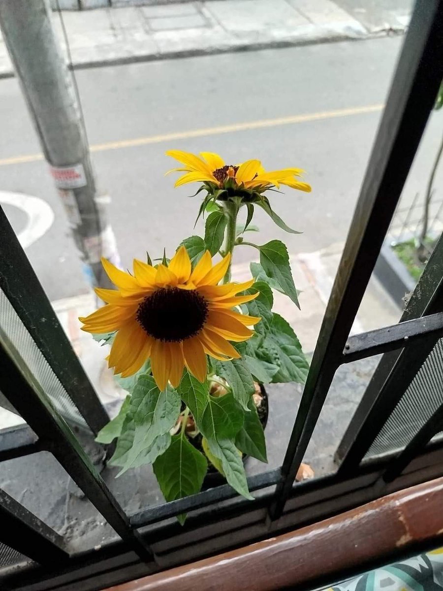 sunflow23002724's tweet photo. อย่าสูญเสียความเป็นตัวเอง เพียงเพราะคนที่ไม่ได้รักเรา.❤️‍🩹🌻 https://t.co/0CaXoNkTcA