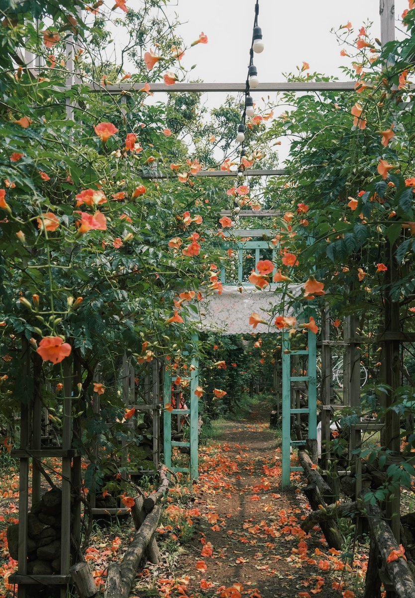 mono_blackP's tweet photo. 🧡🥕🍑🎃🦁🐅🔸🟠🏵️🐹🐈 https://t.co/Qm9QQuGIYB