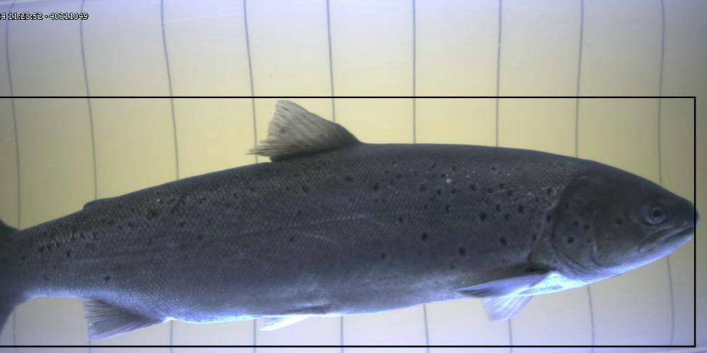 #Kalasydän-#kalatie on tänä kesänä ensimmäistä kesää tositoimissa (kuva 8.6.), käytössä koko kauden ja voimala toimii kaikilla koneistoilla, Haapakosken alasvaellusväylä on toiminnassa ja ohjausaita paikoillaan. Lue #vaelluskala’työstä! pohjolanvoima.fi/wp-content/upl… #PVOVesivoima