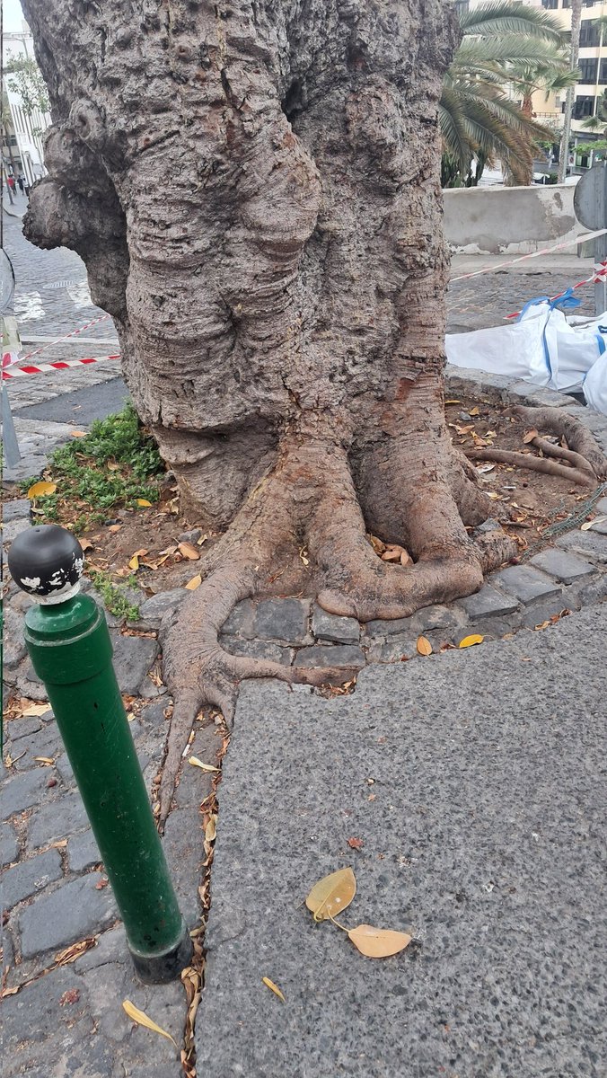 StopArboricidio's tweet photo. El maltratado Ficus de San Nicolás no tiene quien lo defienda de las podas brutales y los alcorques que dañan sus raíces... eso sí, para cubrir con alquitrán su entorno y pintar de verde los bolardos @AyuntamientoLPA sí que es muy rapidito!
#QueFeo @CarolinaDarias @mauricioroq https://t.co/nbzLbUwybP