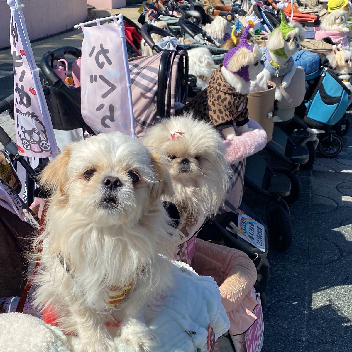 Blueberry_Eye18's tweet photo. @Westie_Baron ペキチワ（7kg）です！
ペキチワのオフ会に行くといつも一番大きいです！チワワどこに入ってるのって感じです！
知り合いの大きいポメラニアンも置いておきます🐶 https://t.co/7wTwXsuK3P