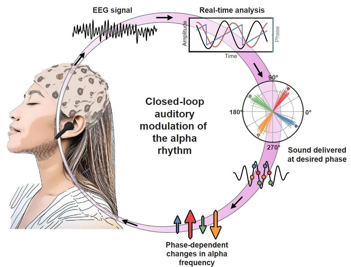 PLOSBiology's tweet photo. Using sound to modulate #brain waves. @HernHerb @inesviolante &co use closed-loop #auditory stimulation to modulate #AlphaOscillations in the human brain in a phase-dependent & spatially-specific manner, altering #sleep onset dynamics #PLOSBiology https://t.co/d66oSkLBKL https://t.co/kCV0n0HtmW
