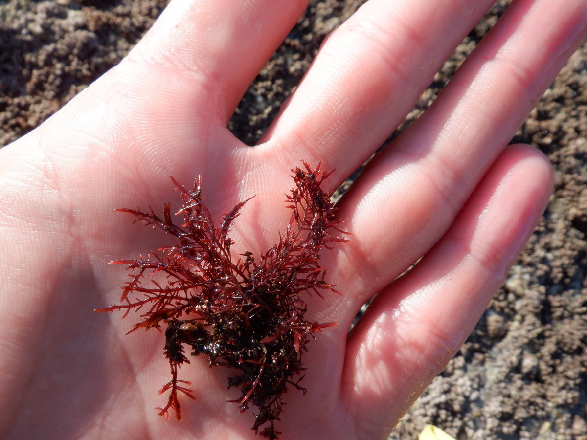 En la costa cantábrica se recolecta el alga🌊Gelidium conocida como #ocle en Asturias y #caloca en Cantabria. De su uso tradicional como abono ha pasado a considerarse el 'oro rojo del Cantábrico' por su empleo en las industrias de alimentación, farmacéutica o cosmética.
#REM