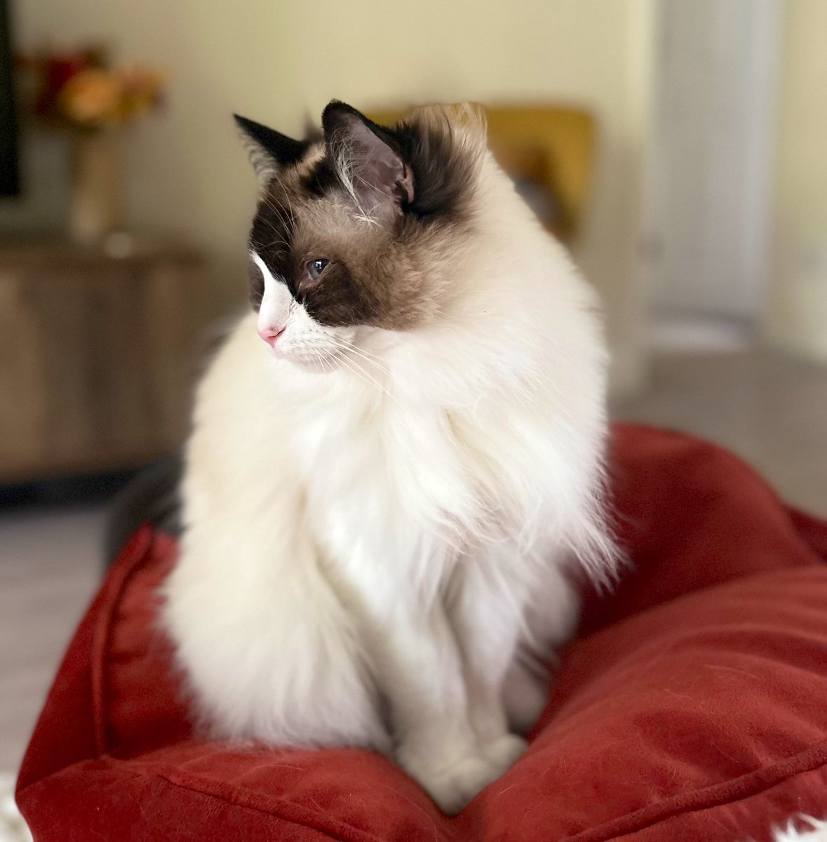 OK, Wednesday let’s do this. Right after I take a nap. #ragdolllife #catsofx