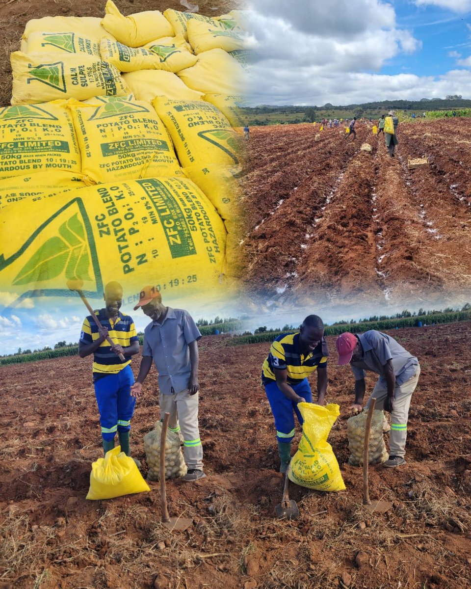 "Ready to grow the best potatoes on the block? Look no further than ZFC Limited! Elevate your harvest with our top-quality fertilizers and agrochemicals. Call us today to take your farming game to the next level!"