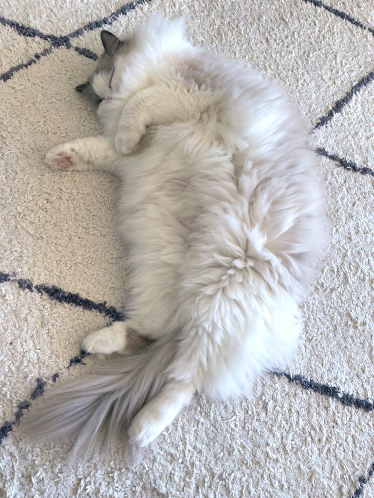 ShouldHaveCat's tweet photo. ←Summer              Winter→ https://t.co/PZHpq5zkfI