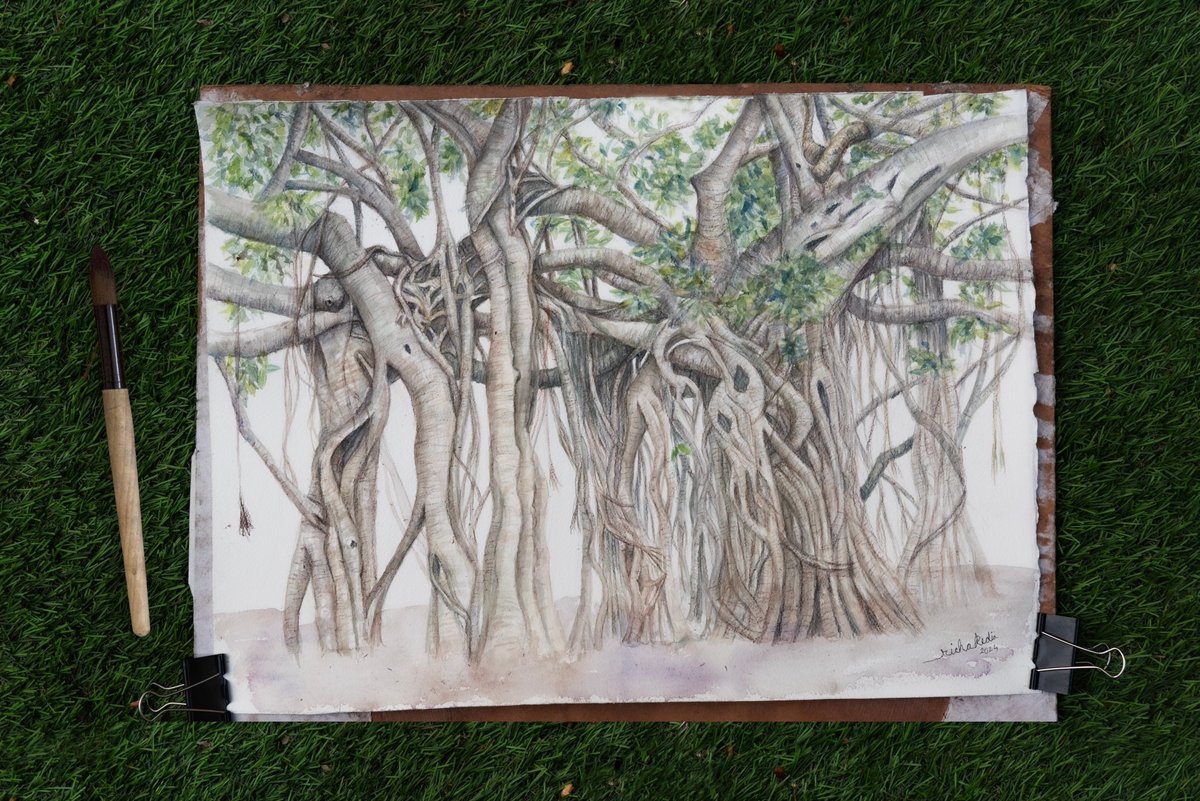 RichaKedia's tweet photo. Moving away from Aravali vegetation, here is a #Banyantree that I had painted earlier this year. The #nationaltree of India forms an entire #ecosystem in itself.
Size: 12x 17" (About A3)
#botanicalart #indiaves #treesofindia #TwitterNatureCommunity https://t.co/fHSVjRzJWT
