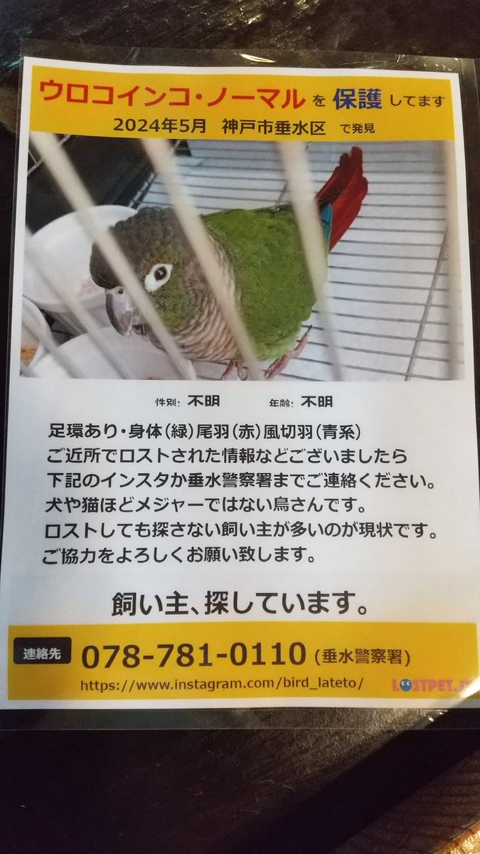 kobeoton's tweet photo. 迷い鳥を店のお客さんが保護してます。インコを逃がした人が身近に居たら教えてあげて！

#保護鳥 #神戸市垂水区
#拡散希望 https://t.co/1qVo8PepRh