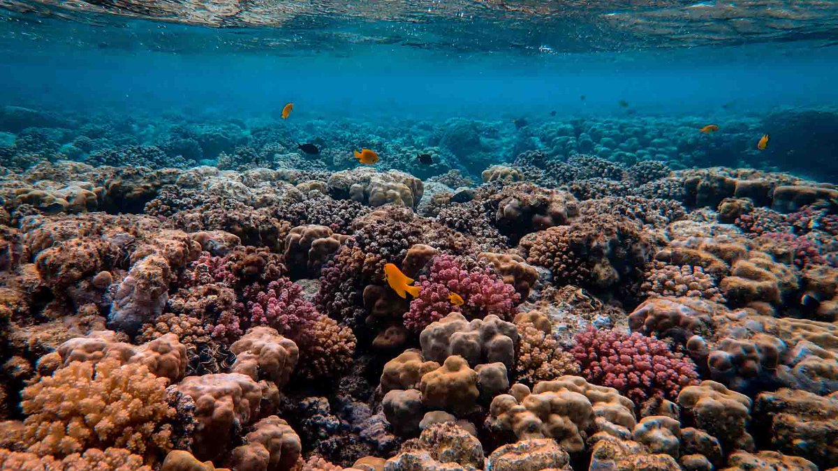 JOB OPPORTUNITY: Post Doc in Coral Genomics and Conservation Genetics (The Helmholtz Institute for Functional Marine Biodiversity)

jobs.awi.de/Vacancies/1718…

#coralreefs #jobs #jobopportunity #careers #careerdevelopment #climatechange #globalwarming #coralecology #marineecology