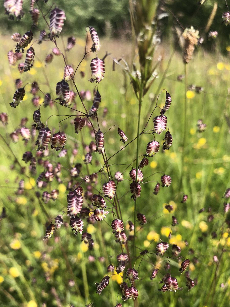 idedwards's tweet image. One of my favorite meadow plants - Quaking Grass on #Midlothian #CollierySpoil thank you ⁦@midgov⁩ for letting the wildflowers grow!