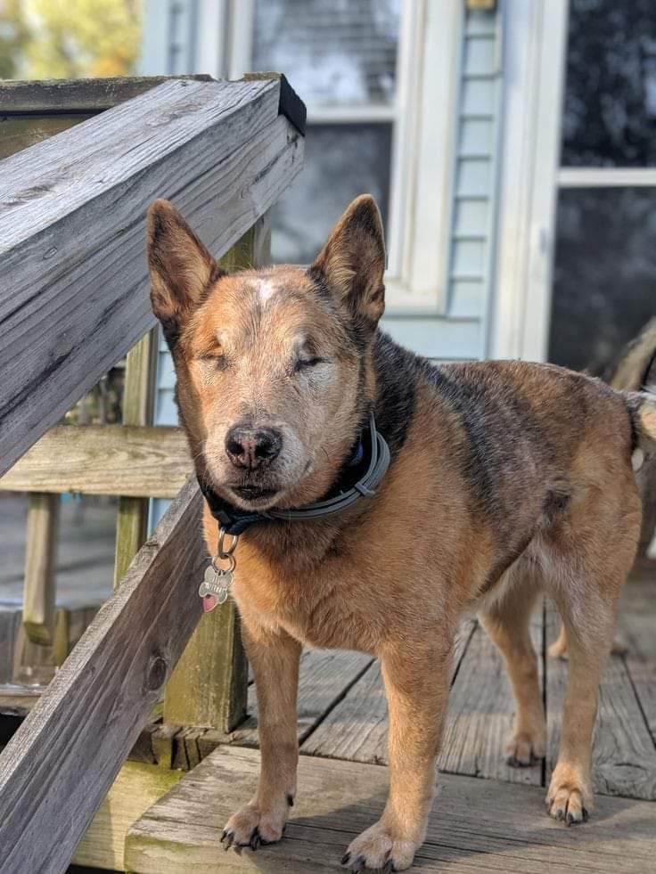 Happy Dog trên X: "Today is my birthday 🎉🎂 But no one has blessed me yet because I'm a blind dog 😔😔 https://t.co/4pCLF1Vape" / X