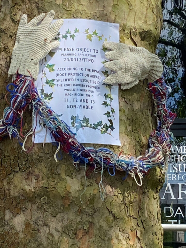 Friends of St Matthew's Piece (@st_friendsof) on Twitter photo 3rd time in 3 years these trees on St Matthew's Piece are under threat! If you care about our precious green space please OBJECT to 24/0413/TTPO2 on …ications.greatercambridgeplanning.org/online-applica… see next post for link to background and more info <a href="/LGSpace/">Little Green Space 🦋</a> #trees #cambridge 3rd time in 3 years these trees on St Matthew's Piece are under threat! If you care about our precious green space please OBJECT to 24/0413/TTPO2 on …ications.greatercambridgeplanning.org/online-applica… see next post for link to background and more info <a href="/LGSpace/">Little Green Space 🦋</a> #trees #cambridge