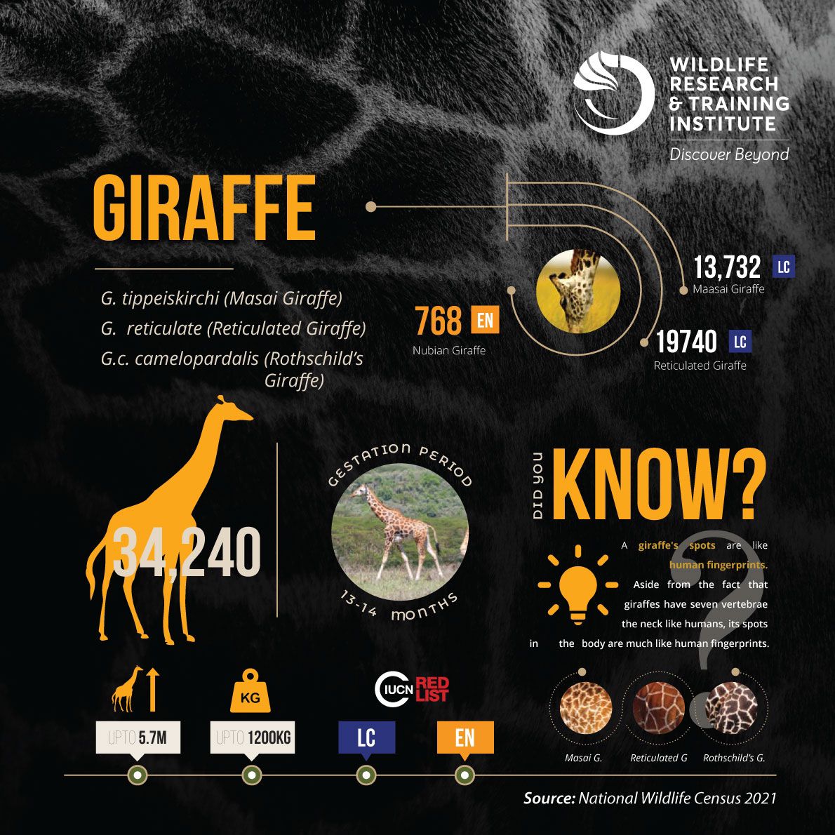 MjengoKE's tweet photo. Excited about the 2024-2025 National Wildlife Census! Understanding the status of wildlife populations is crucial for their protection.
#Count2Conserve24
@WRTIKenya https://t.co/gI8rJ5HRjO