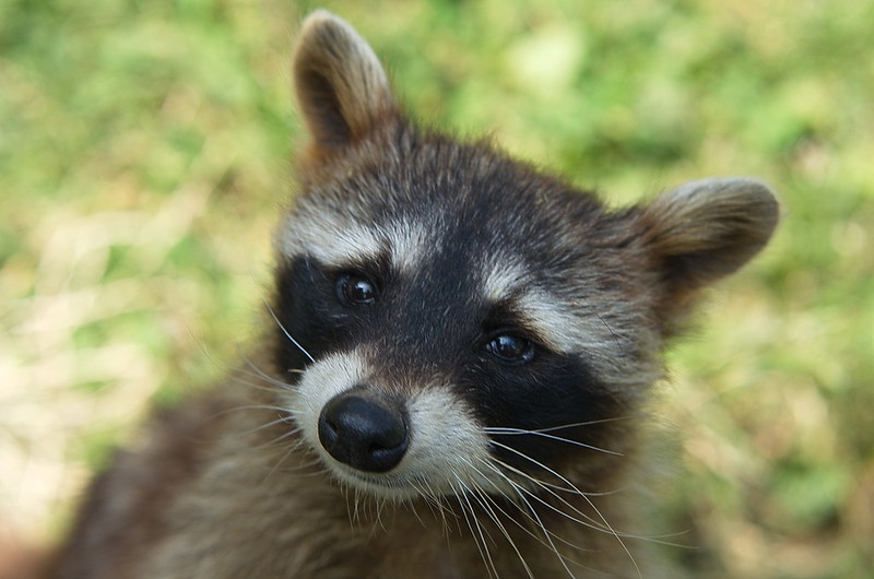 raccoonhourly's tweet photo. https://t.co/u5q4zdfCuO