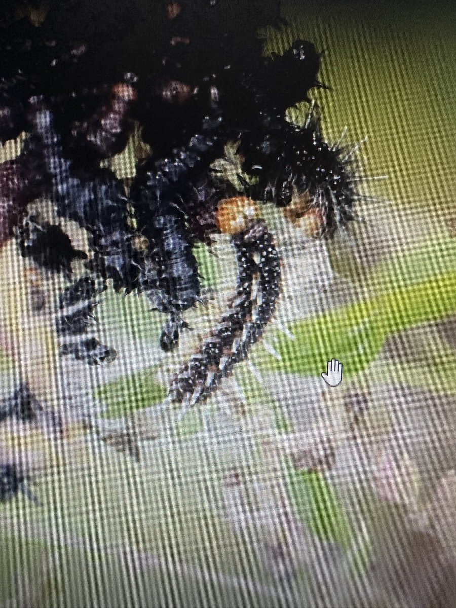 Chris Willson 🇺🇦 tweet media