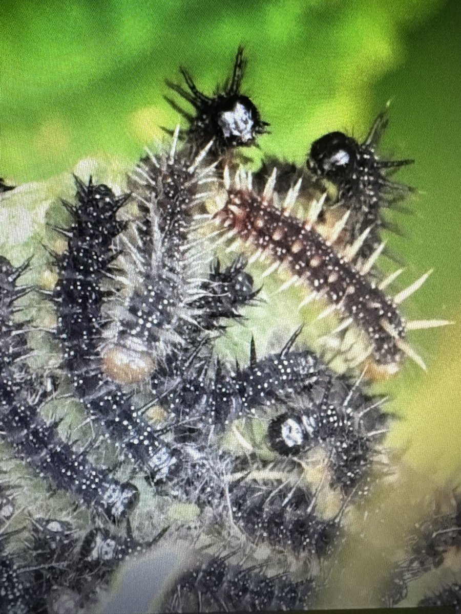 Chris Willson 🇺🇦 tweet media