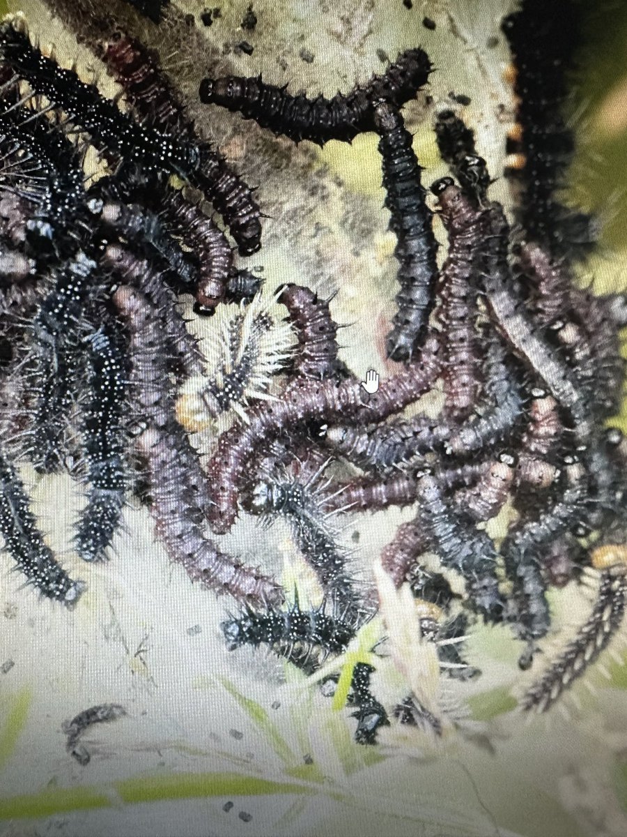 Chris Willson 🇺🇦 tweet media